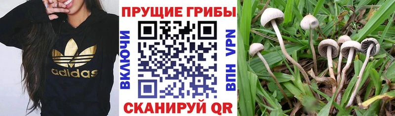 Галлюциногенные грибы Cubensis  Абдулино 